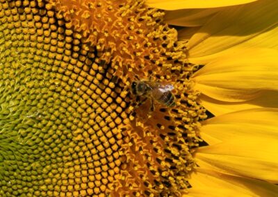 tournesol
