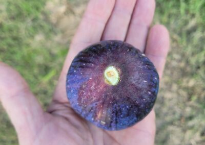 Figue bio